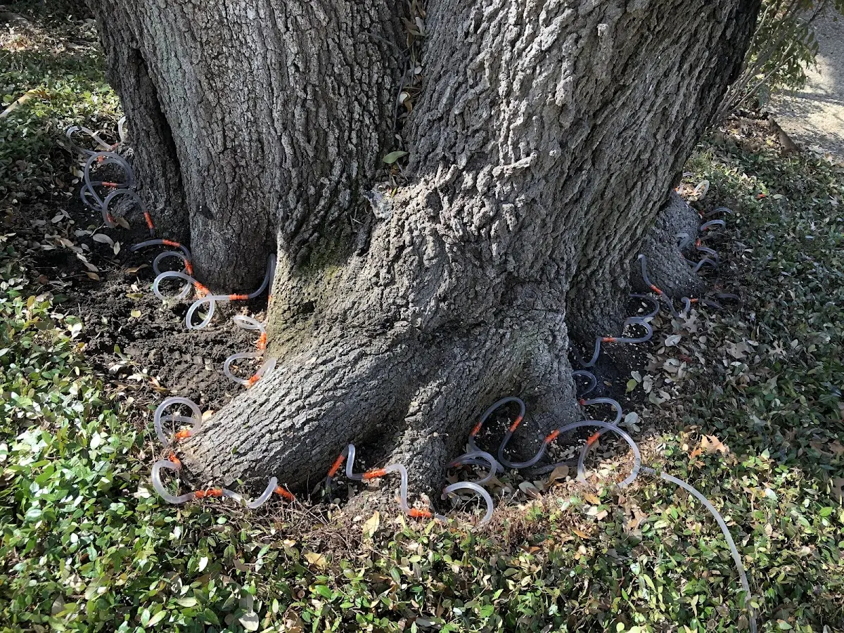 Detailed Tree Cabling and Bracing job site in Dubois