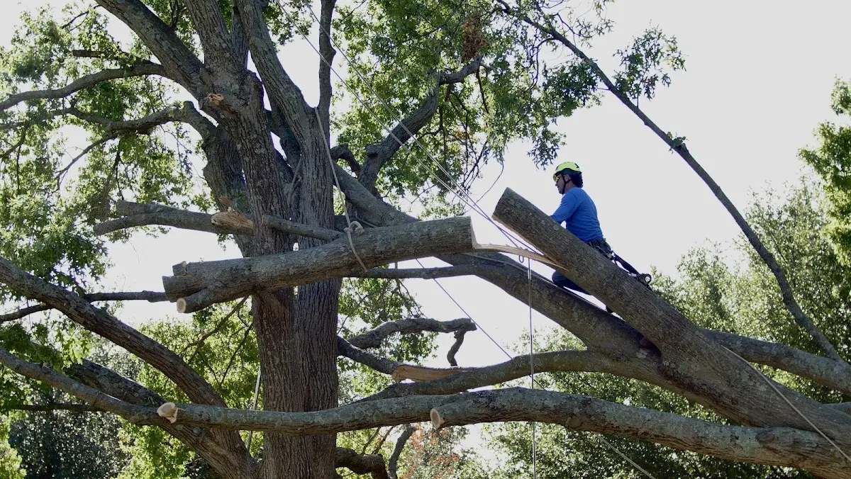 Professional Crown Thinning performed by certified arborists in Dubois